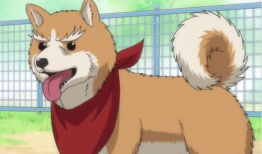 犬动漫,忠诚与梦想的交织之旅