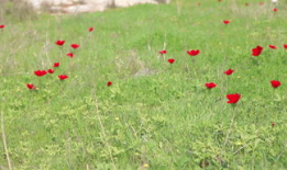 青草免费视频,畅享无界限的视听盛宴